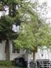 thumbs/house behind the trees1.jpg